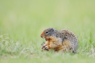 Columbia ground squirrel (Urocitellus columbianus, Spermophilus columbianus) feeding in a meadow,