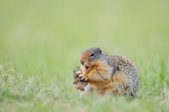Columbia ground squirrel (Urocitellus columbianus, Spermophilus columbianus) feeding in a meadow,