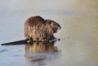 Nutria (Myocastor coypus) on the ice surface of a lake in winter, neozoa in Germany, North
