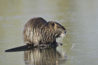 Nutria (Myocastor coypus) on the ice surface of a lake in winter, neozoa in Germany, North