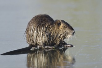 Nutria (Myocastor coypus) on the ice surface of a lake in winter, neozoa in Germany, North