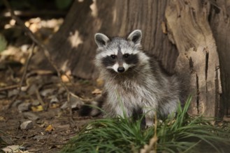 Raccoon (Procyon lotor), young animal, neozoan in Germany, North Rhine-Westphalia, Germany