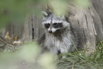 Raccoon (Procyon lotor), young animal, neozoan in Germany, North Rhine-Westphalia, Germany