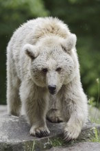 Syrian brown bear (Ursus arctos syriacus), occurring in the Caucasus, captive, Germany