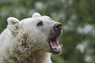 Syrian brown bear (Ursus arctos syriacus), portrait, occurrence in the Caucasus, captive, Germany