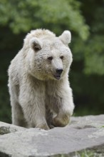 Syrian brown bear (Ursus arctos syriacus), occurring in the Caucasus, captive, Germany