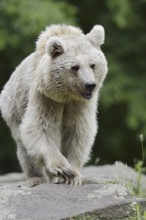 Syrian brown bear (Ursus arctos syriacus), occurring in the Caucasus, captive, Germany