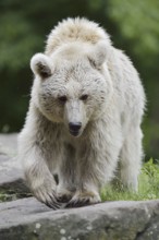Syrian brown bear (Ursus arctos syriacus), occurring in the Caucasus, captive, Germany