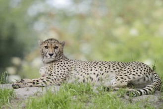 Cheetah (Acinonyx jubatus), captive, occurring in Africa