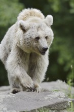 Syrian brown bear (Ursus arctos syriacus), occurring in the Caucasus, captive, Germany