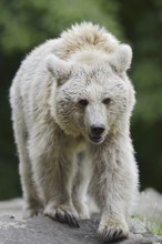 Syrian brown bear (Ursus arctos syriacus), occurring in the Caucasus, captive, Germany