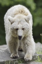 Syrian brown bear (Ursus arctos syriacus), occurring in the Caucasus, captive, Germany
