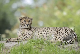 Cheetah (Acinonyx jubatus), captive, occurring in Africa