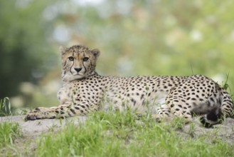 Cheetah (Acinonyx jubatus), captive, occurring in Africa