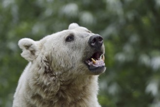 Syrian brown bear (Ursus arctos syriacus), portrait, occurrence in the Caucasus, captive, Germany