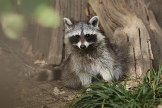 Raccoon (Procyon lotor), young animal, neozoan in Germany, North Rhine-Westphalia, Germany