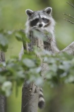 Raccoon (Procyon lotor), young animal in a tree, neozoa in Germany, North Rhine-Westphalia, Germany