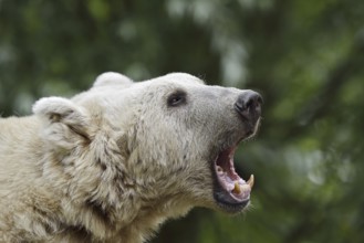 Syrian brown bear (Ursus arctos syriacus), portrait, occurrence in the Caucasus, captive, Germany
