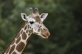Reticulated giraffe (Giraffa camelopardalis reticulata), portrait, captive, occurrence in Africa