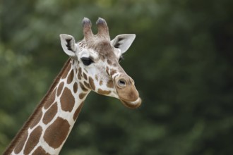 Reticulated giraffe (Giraffa camelopardalis reticulata), portrait, captive, occurrence in Africa