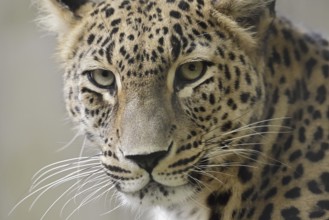 Persian leopard (Panthera pardus saxicolor), portrait, captive, occurring in Asia