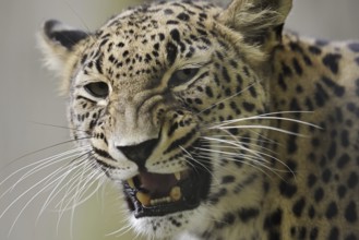 Persian leopard (Panthera pardus saxicolor), portrait, snarling, captive, occurring in Asia