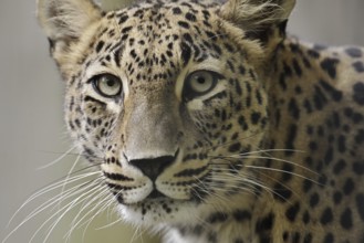 Persian leopard (Panthera pardus saxicolor), portrait, captive, occurring in Asia
