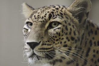 Persian leopard (Panthera pardus saxicolor), portrait, captive, occurring in Asia
