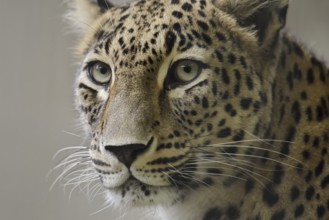Persian leopard (Panthera pardus saxicolor), portrait, captive, occurring in Asia