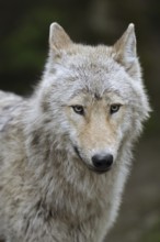 Eurasian wolf (Canis lupus lupus), portrait, captive, Germany