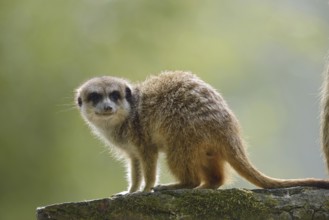 Meerkat or suricate (Suricata suricatta), captive, occurring in southern Africa