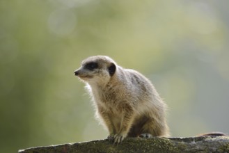 Meerkat or suricate (Suricata suricatta), captive, occurring in southern Africa