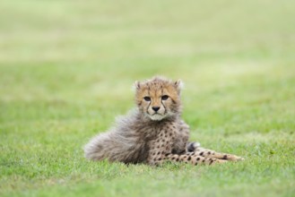 Cheetah (Acinonyx jubatus), young animal lying in a meadow, occurrence in Africa