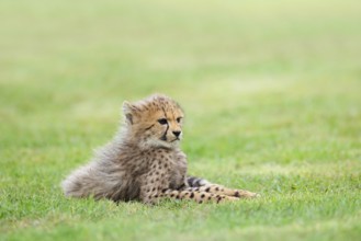 Cheetah (Acinonyx jubatus), young animal lying in a meadow, occurrence in Africa