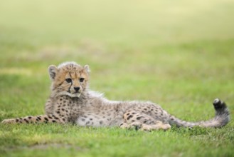 Cheetah (Acinonyx jubatus), young animal lying in a meadow, occurrence in Africa