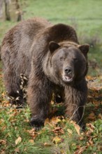 European brown bear (Ursus arctos arctos) in autumn, captive, Germany