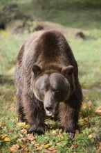 European brown bear (Ursus arctos arctos) in autumn, captive, Germany
