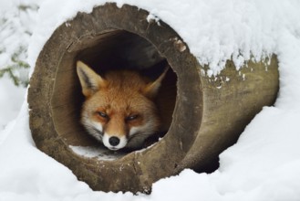 Red fox (Vulpes vulpes) in winter, Bavaria, Germany
