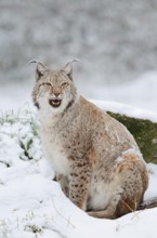 Eurasian lynx (Lynx lynx) in the snow, winter, captive, Germany