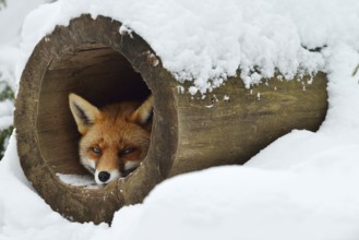 Red fox (Vulpes vulpes) in winter, Bavaria, Germany