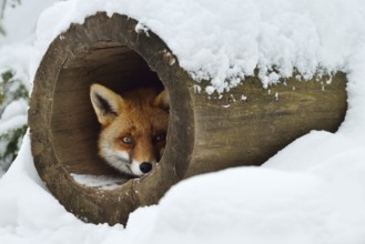 Red fox (Vulpes vulpes) in winter, Bavaria, Germany