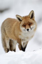 Red fox (Vulpes vulpes) in winter, Bavaria, Germany