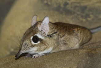 Rufous elephant shrew (Galegeeska rufescens, Elephantulus rufescens), captive, occurring in East