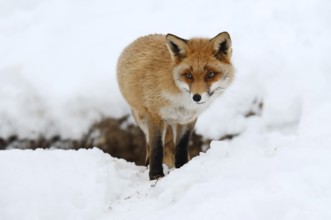 Red fox (Vulpes vulpes) in winter, Bavaria, Germany
