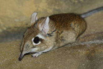 Rufous elephant shrew (Galegeeska rufescens, Elephantulus rufescens), captive, occurring in East