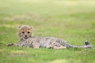 Cheetah (Acinonyx jubatus), young animal lying in a meadow, occurrence in Africa