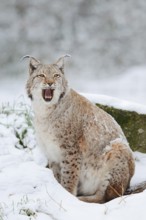 Eurasian lynx (Lynx lynx) in the snow, winter, captive, Germany