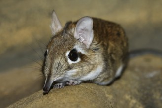 Rufous elephant shrew (Galegeeska rufescens, Elephantulus rufescens), captive, occurring in East