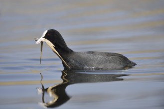Eurasian Coot (Fulica atra) swimming with nesting material in its beak, North Rhine-Westphalia,