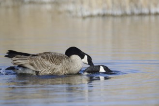 Canada goose (Branta canadensis), pair copulating, North Rhine-Westphalia, Germany